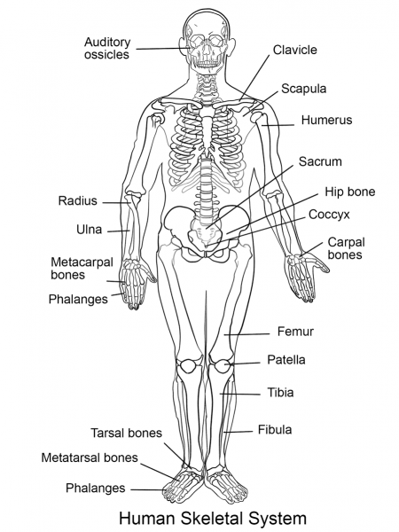 Human Skeletal System coloring page image