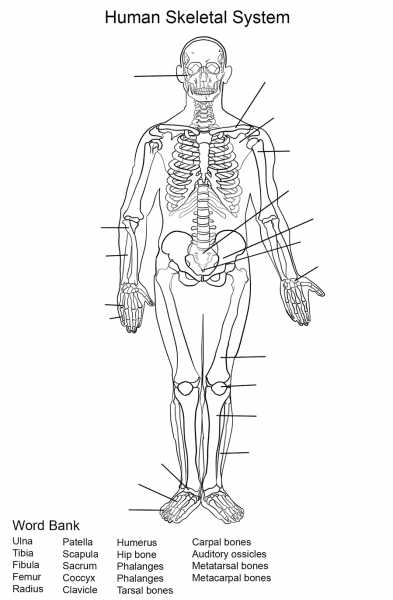 Human Skeletal System Worksheet coloring page image