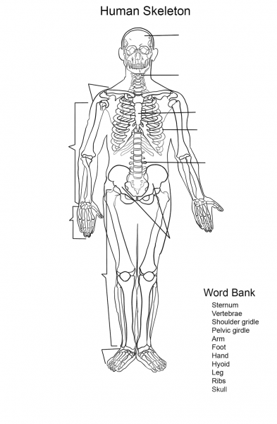 Human Skeleton Worksheet coloring page image
