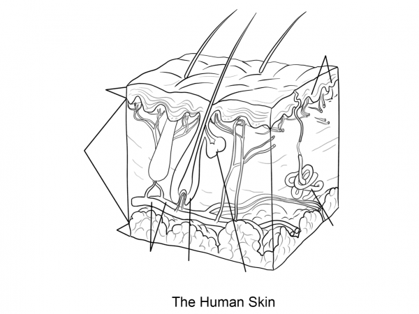 Human Skin coloring page image