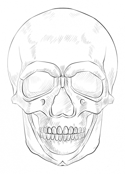 Human Skull coloring page image
