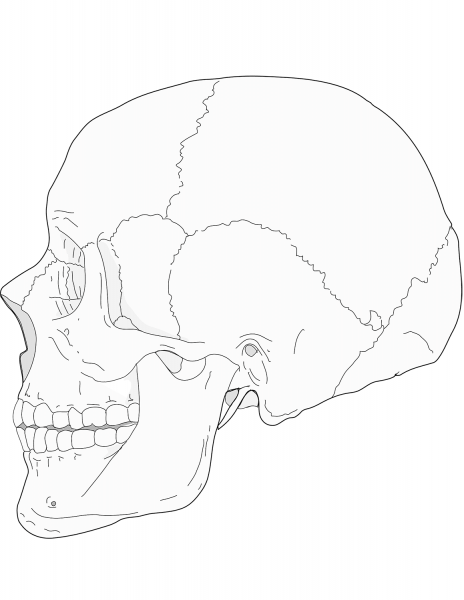 Human Skull Side View coloring page image