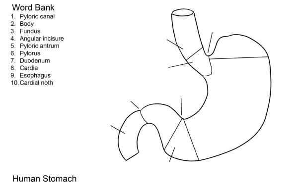 Human Stomach Worksheet coloring page image