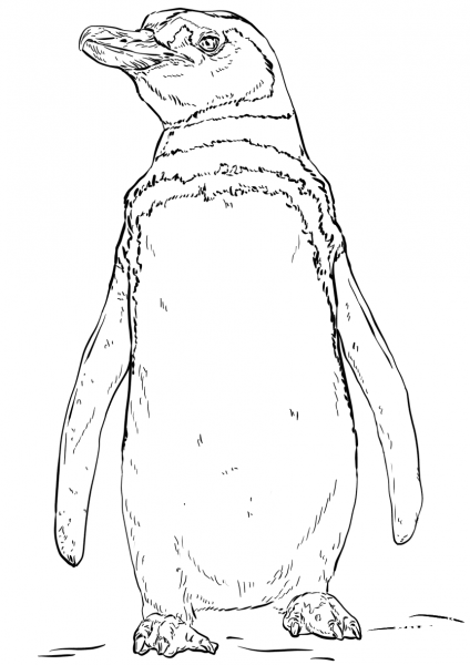 Humboldt Penguin coloring page image