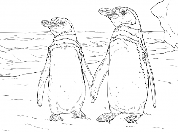 Humboldt Penguin Pair coloring page image