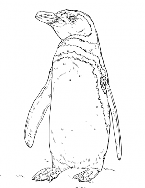 Humboldt Peruvian Penguin coloring page image