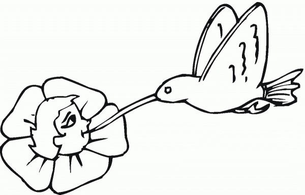 Hummingbird and Flower coloring page image
