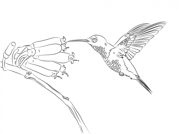 Hummingbird coloring page image