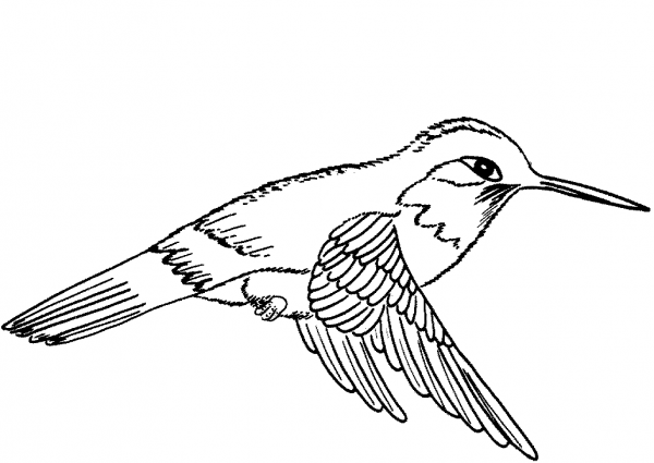 Hummingbird coloring page image