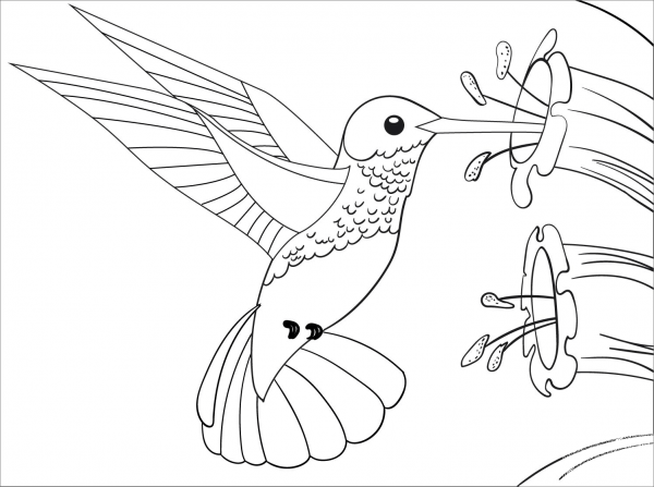 Hummingbird coloring page image