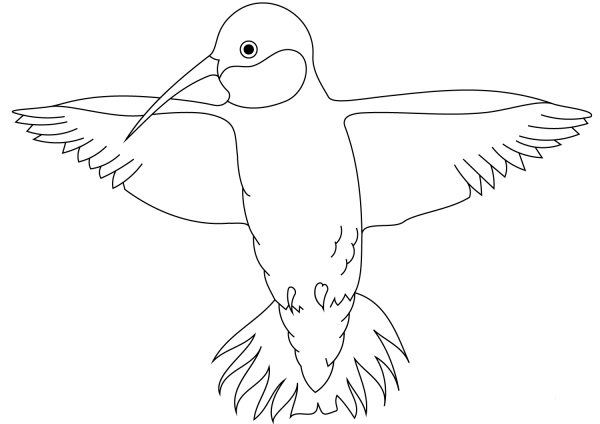 Hummingbird coloring page image