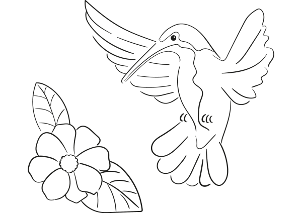 Hummingbird coloring page image