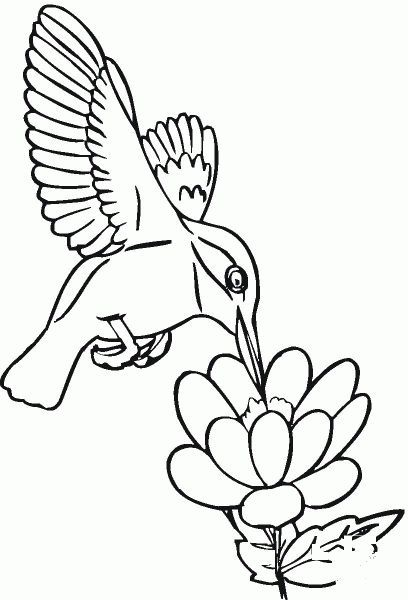 Hummingbird Drinks Nectar coloring page image