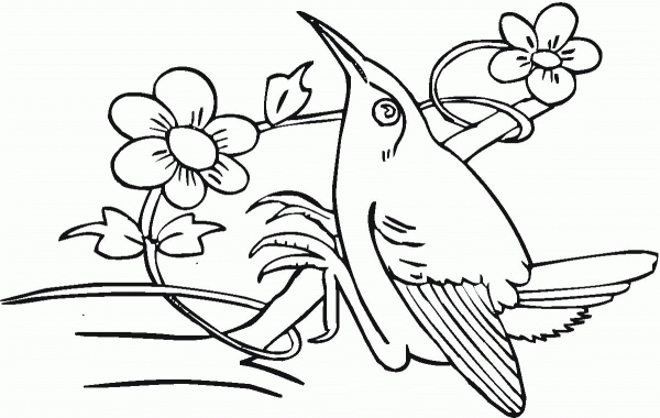 Hummingbird Likes Flower Nectar coloring page image