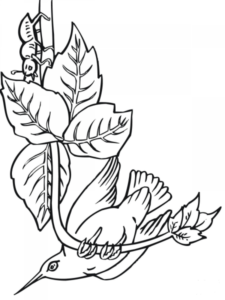 Hummingbird Perched on Branch coloring page image