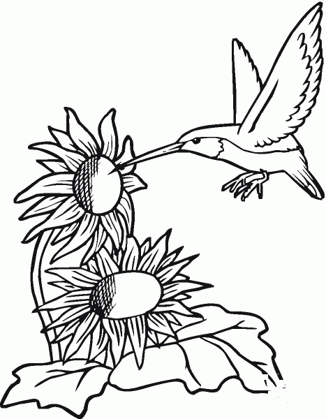 Hummingbird With Sunflowers coloring page image