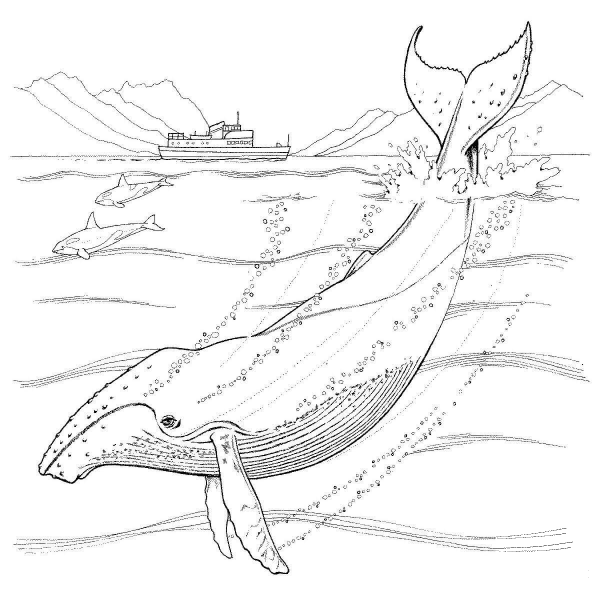 Humpback Whale coloring page image