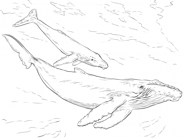 Humpback Whales coloring page image