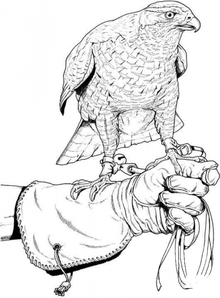 Hunting Falcon coloring page image