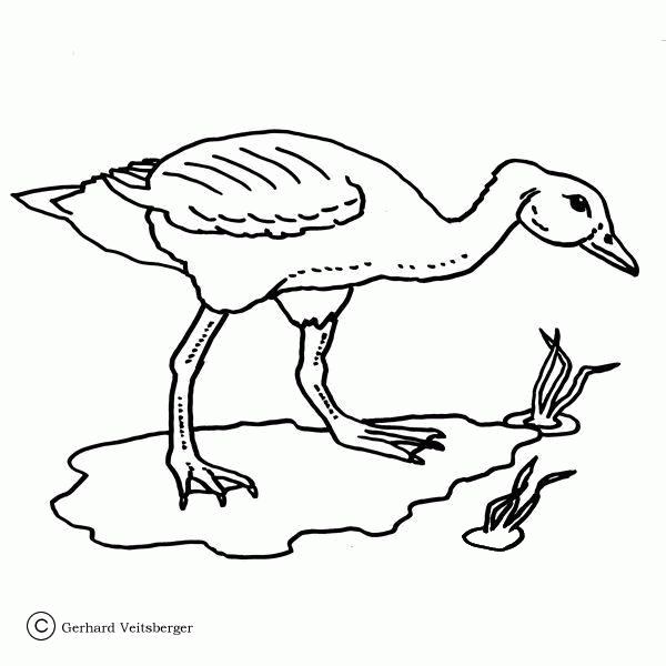 Hunting on the Frogs  coloring page image