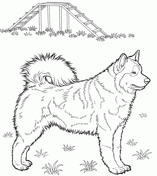 Husky  coloring page image