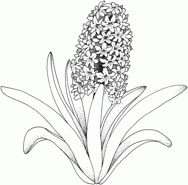 Hyacinth flower coloring page image