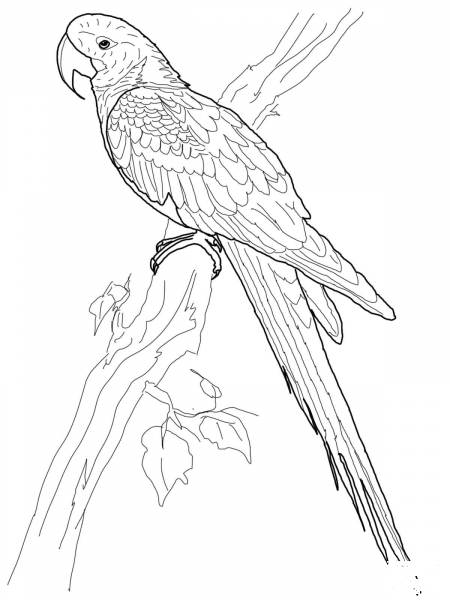 Hyacinth Macaw coloring page image