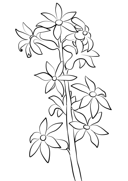 Hyacinthus coloring page image