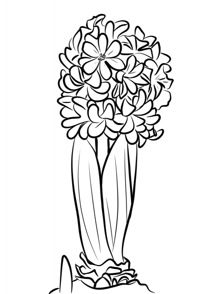 Hyacinthus coloring page image