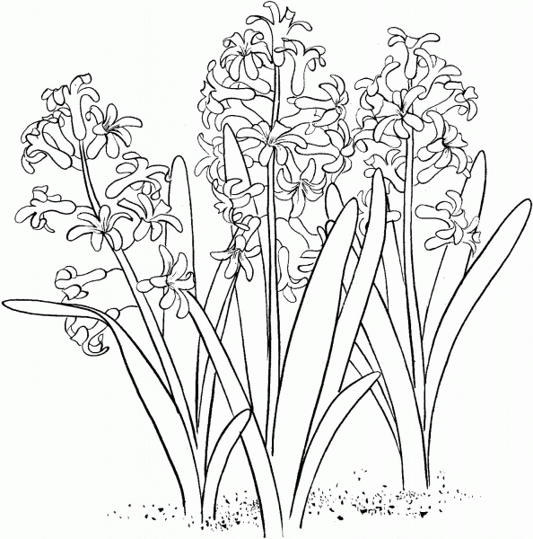 Hyacinthus orientalis or common garden hyacinth coloring page image