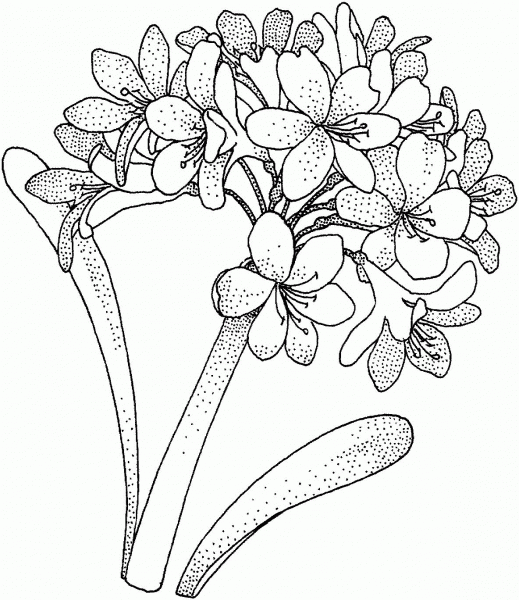 Hydrangea 1 coloring page image