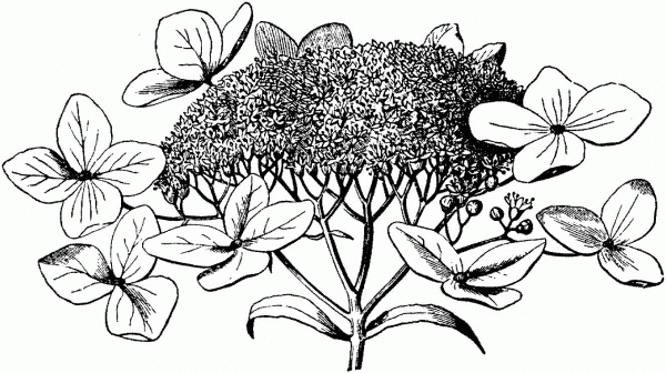 Hydrangea 2 coloring page image
