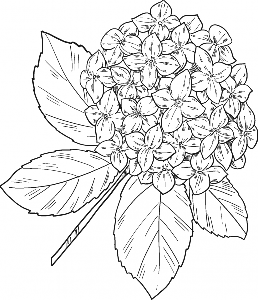 Hydrangea coloring page image
