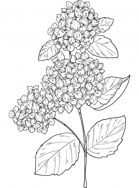 Hydrangea coloring page image
