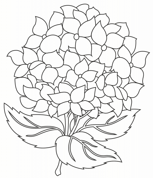 Hydrangea coloring page image