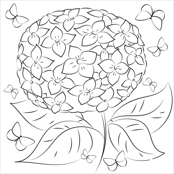 Hydrangea coloring page image