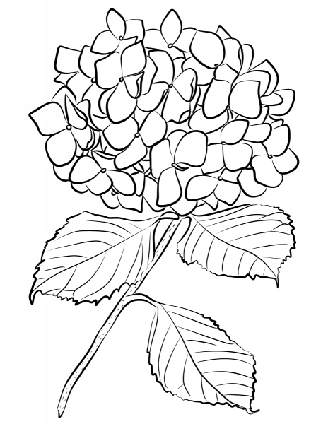 Hydrangea coloring page image