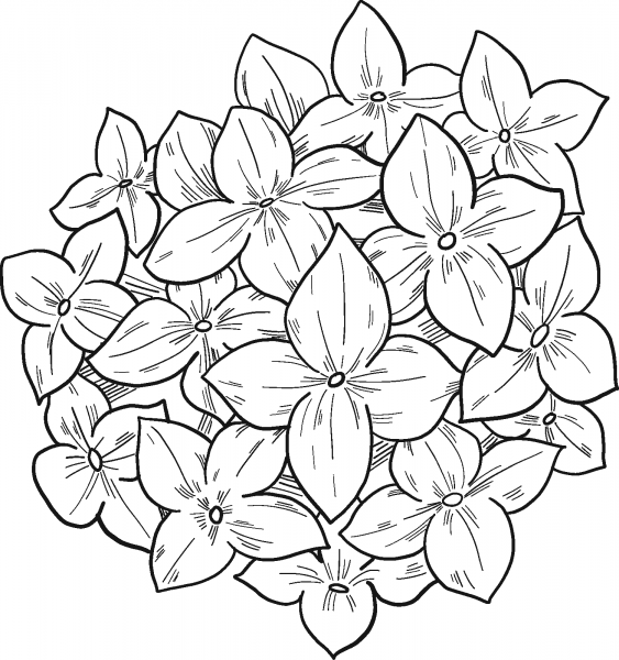 Hydrangea coloring page image
