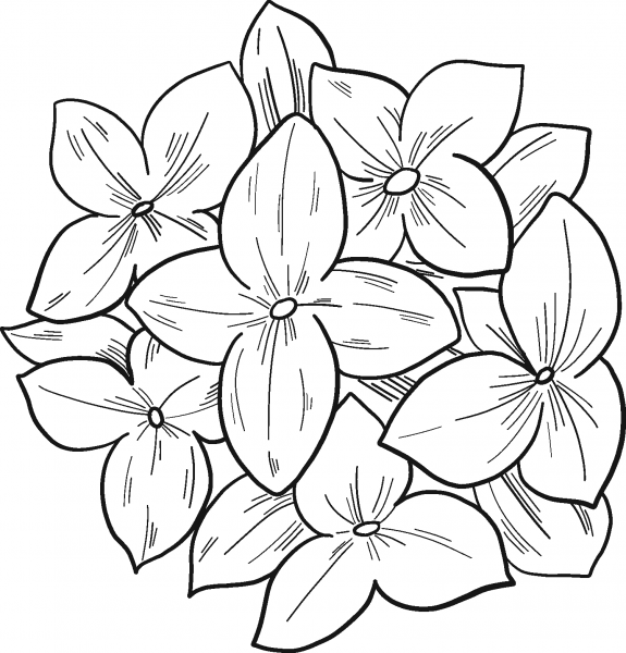 Hydrangea coloring page image