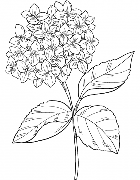 Hydrangea coloring page image