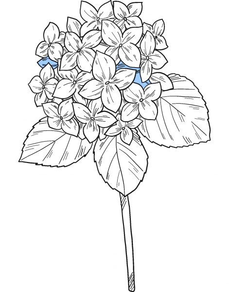 Hydrangea coloring page image