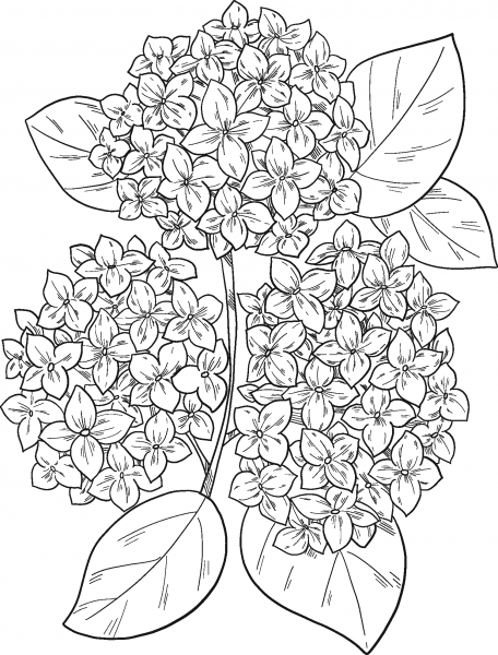 Hydrangea coloring page image