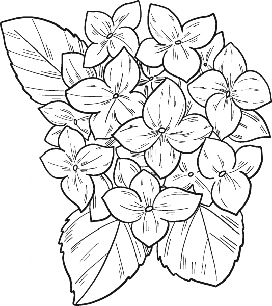 Hydrangea coloring page image