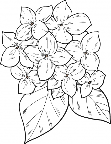 Hydrangea coloring page image