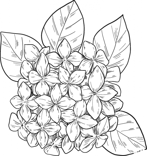 Hydrangea coloring page image
