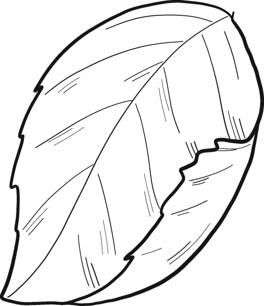 Hydrangea Leaf coloring page image