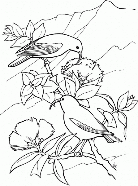 Ê»IÊ»iwi – Hawaiian Honeycreeper coloring page image