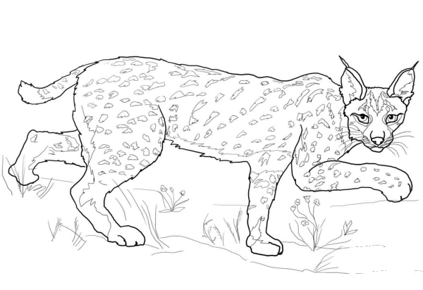 Iberian Lynx coloring page image