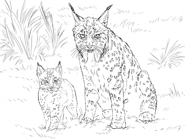 Iberian Lynx Mother with Baby coloring page image