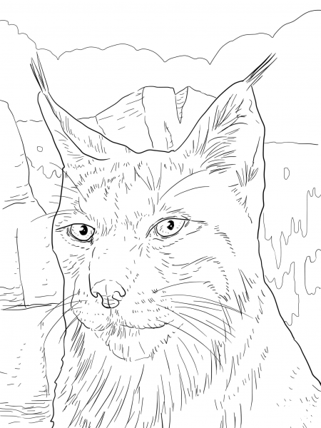 Iberian Lynx Portrait coloring page image
